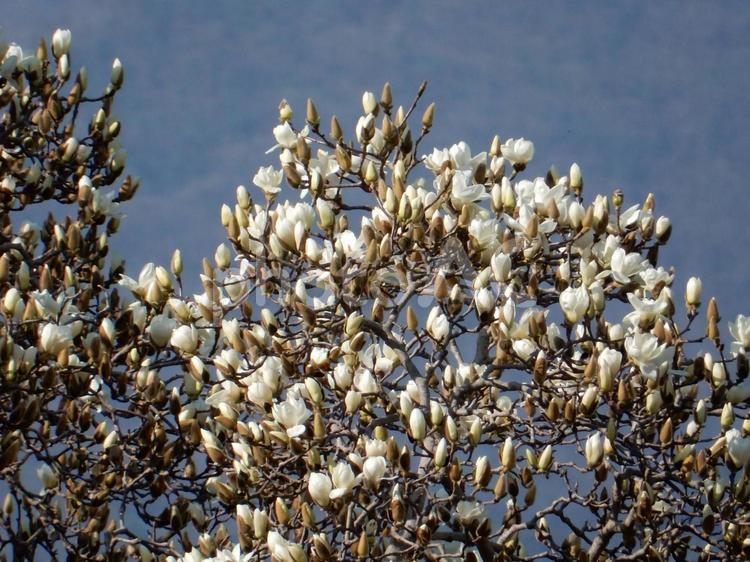 【花の写真】白いモクレンの花 自然,風景,景色の写真素材