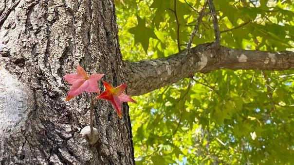 秋のイメージ(ユリノキ) 秋のイメージ(ユリノキ)の写真