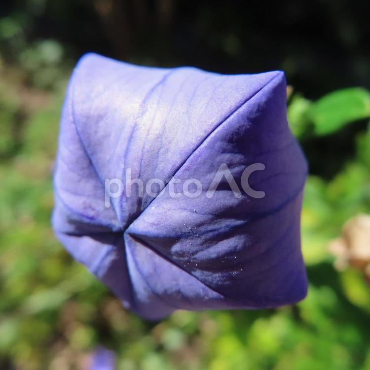 キキョウ（桔梗） キキョウ,桔梗,花の写真素材