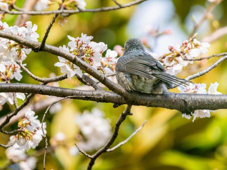 枝にとまるヒヨドリ 枝にとまるヒヨドリ ヒヨドリ,野鳥,鳥の写真素材
