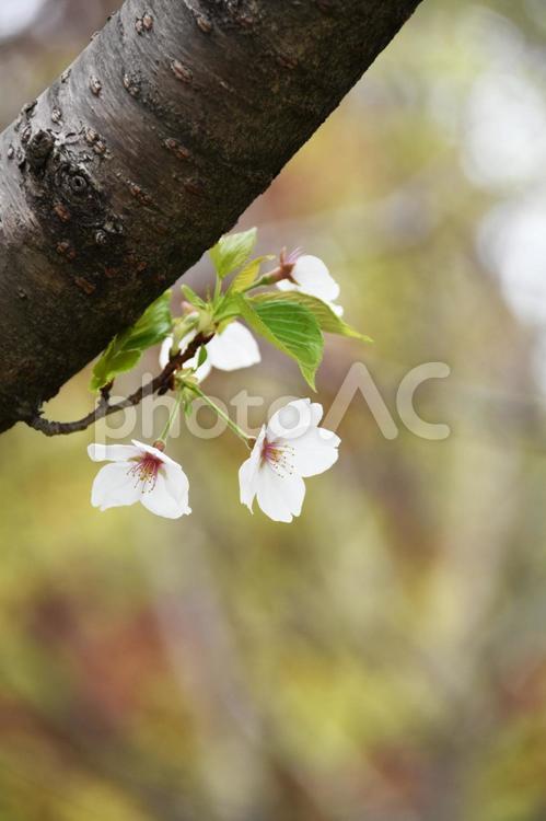 桜（染井吉野・ソメイヨシノ） 桜,染井吉野,花見の写真素材