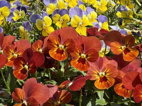 満開のビオラ 満開のビオラ ビオラ,満開,花の写真素材
