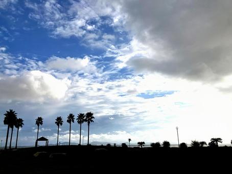 空と海とヤシの木 空と海とヤシの木 青空,ヤシの木,逆光の写真素材