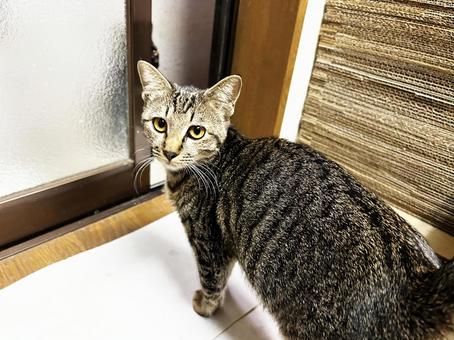 ミルクが欲しくて部屋に入って来た サバトラ猫,ノラ猫,猫の写真素材