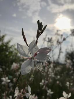 白い花 白い花の写真
