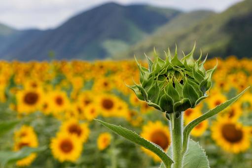 今から咲きます!01 今から咲きます!01 ひまわり,花,花びらの写真素材