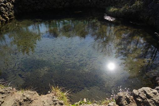 銚子池(忍野八海) 銚子池(忍野八海) 池,銚子池,忍野八海の写真素材