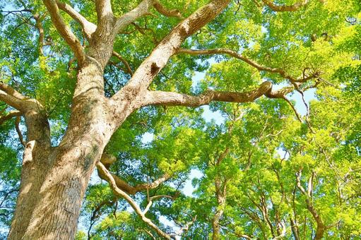 森の生命と太陽の光 森の生命と太陽の光 森,光,樹木の写真素材