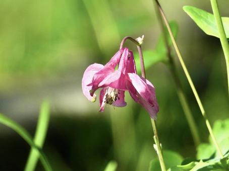 Photo, plant, flower, river side, 