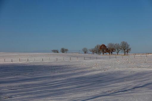 光と影が描く造形が広がる雄大な白の世界 樹,木,丘陵の写真素材