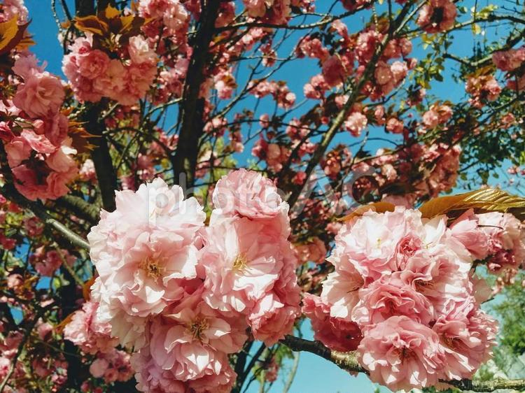 桜104　精神の美　cherryblossoms 八重桜,桜,サクラの写真素材