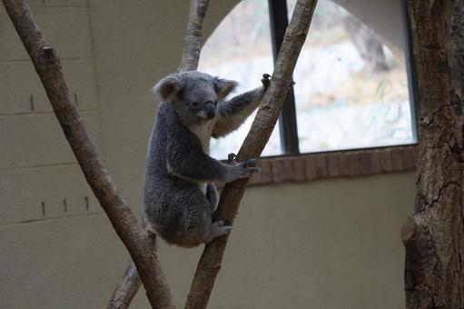 Zoo with koalas on the tree, JPG Zoo with koalas on the tree, JPG