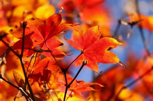 赤く染まったもみじ もみじ,紅葉,秋の写真素材