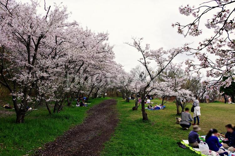 満開の桜の下で サクラ,桜,アーチの写真素材