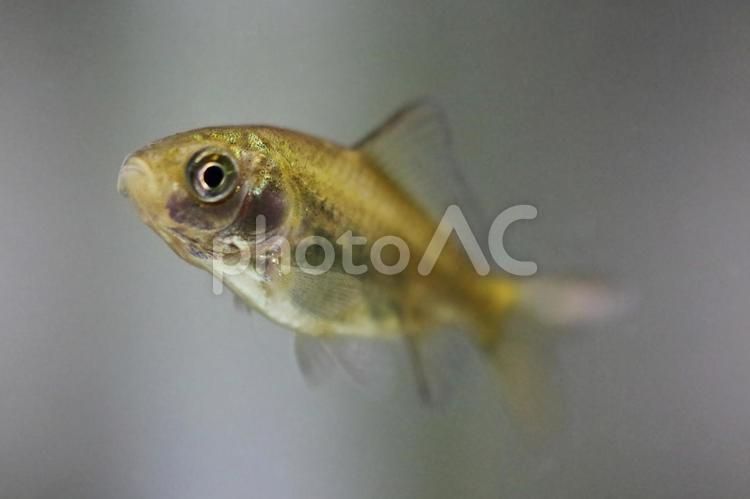 フナの稚魚？ フナ,稚魚,小魚の写真素材