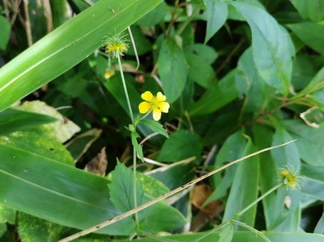 キツネノボタン キツネノボタン キツネノボタン,花,黄色の写真素材