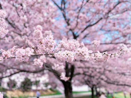 Photo, cherry blossoms, bloom, pink, 