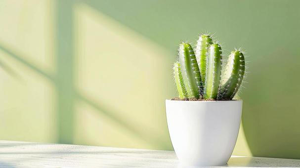 サボテンの背景画像04の写真