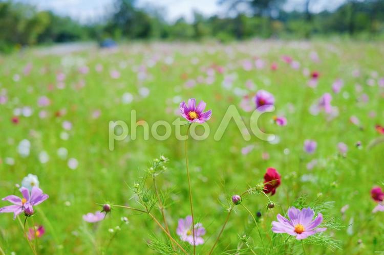 コスモス コスモス,花,花弁の写真素材