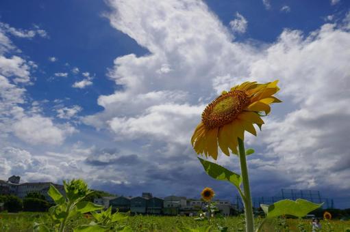 夏の日のひまわり畑 夏の日のひまわり畑の写真