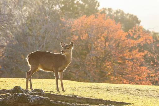 奈良公園 飛火野 鹿 逆光 奈良公園 飛火野 鹿 逆光の写真