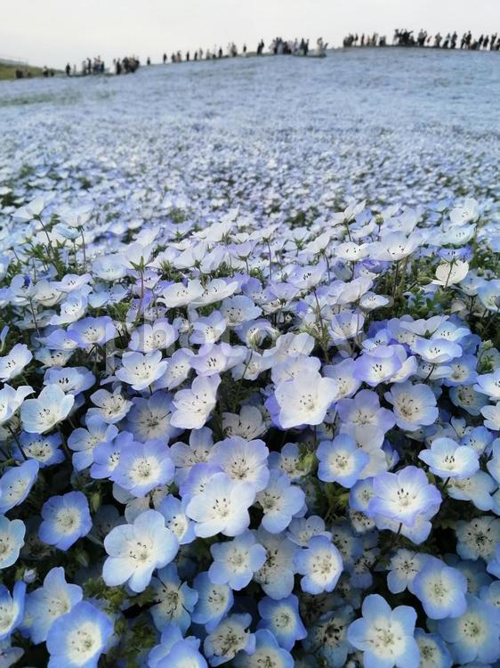 国営ひたち海浜公園ネモフィラ 国営ひたち海浜公園,海浜公園,ガーデンの写真素材