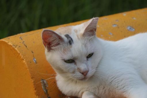 公園ネコ 沖縄県 那覇市 公園ネコ 沖縄県 那覇市 ネコ,にゃんこ,公園ネコの写真素材