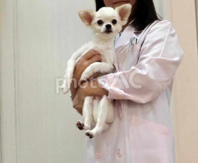 ペットクリニックの獣医さん 獣医,女医,白衣の写真素材