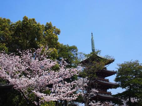 桜と五重塔 桜と五重塔 桜,五重塔,花の写真素材