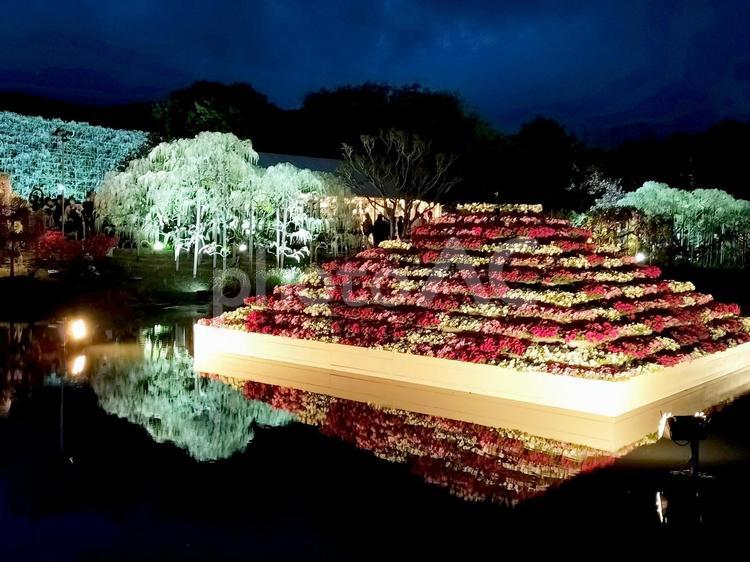 日暮れたあしかがフラワーパーク　池の花壇 あしかがフラワーパーク,夕方,夕暮れ時の写真素材