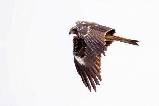 トビの飛翔⑸ トビ,トンビ,鳥類の写真素材