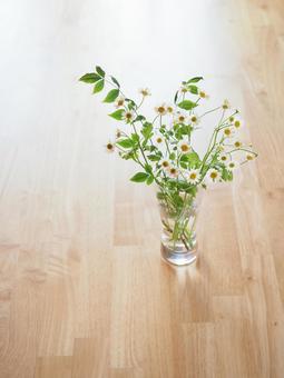Cute white Matricaria flower, JPG Cute white Matricaria flower, JPG