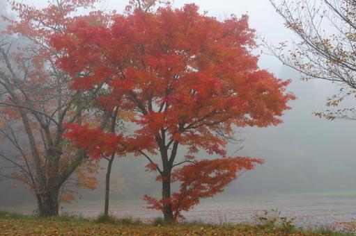 紅葉した木 秋,木,紅葉の写真素材