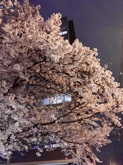 住宅街の夜桜 住宅街の夜桜 桜,夜桜,夜の写真素材