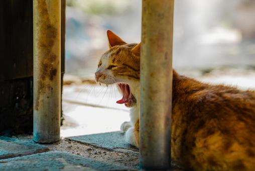 【長崎】雲仙地獄で出会った猫 【長崎】雲仙地獄で出会った猫の写真