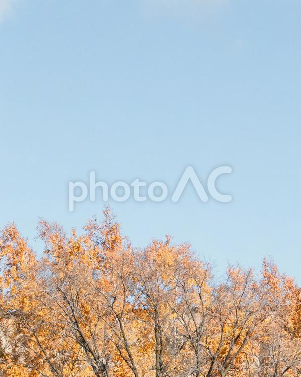 紅葉と青い空 秋,紅葉,空の写真素材