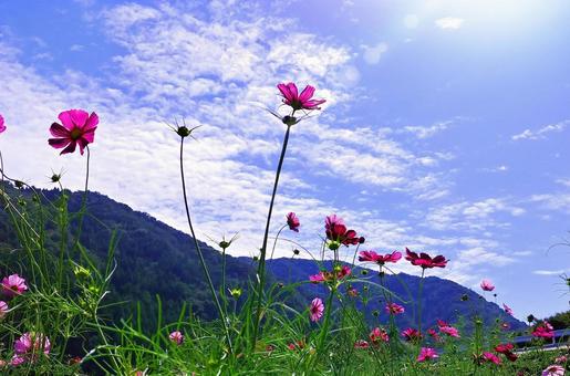 秋空に映える濃いピンクの秋桜の花 秋空に映える濃いピンクの秋桜の花 秋桜,秋,花の写真素材