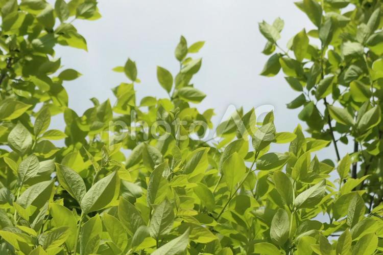 新緑の柿の木 新緑,緑,柿の写真素材
