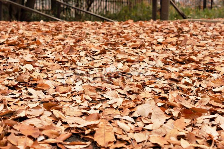 冬の枯れ葉 ぬくもり,ふかふか,カサカサの写真素材