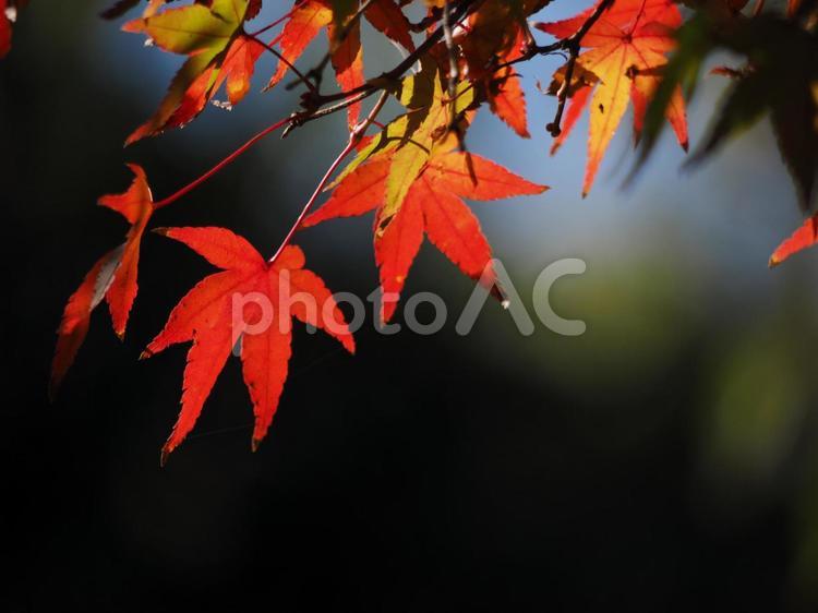 紅葉　街の風景　空 紅葉,もみじ,空の写真素材