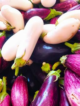 Eggplants from overseas, JPG