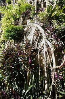 Photo, root of a tree, wood, grass, 