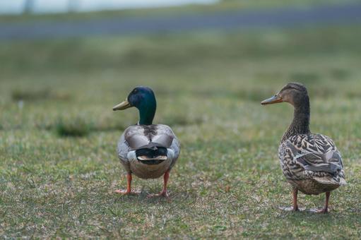 公園のカモ 公園のカモの写真