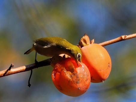 柿の実を食べに来たメジロ メジロ,野鳥,鳥の写真素材