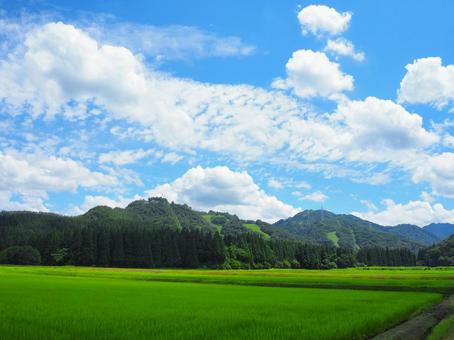 夏の景色23 夏の景色23 田,田んぼ,農業の写真素材