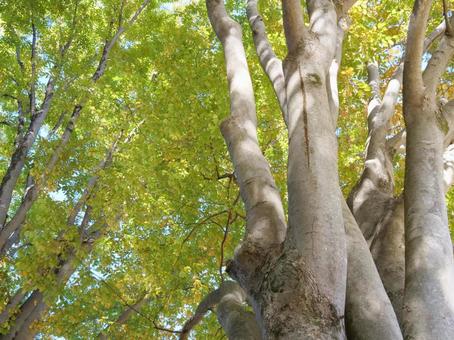 秋の大ケヤキを見上げる 欅,けやき,大木の写真素材