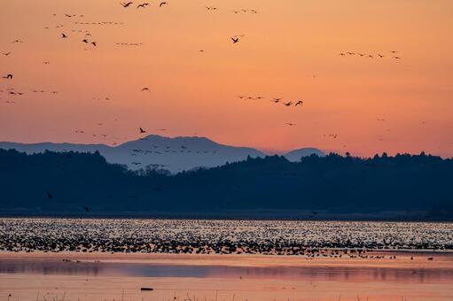 伊豆沼の朝(585) 伊豆沼,朝,夜明けの写真素材