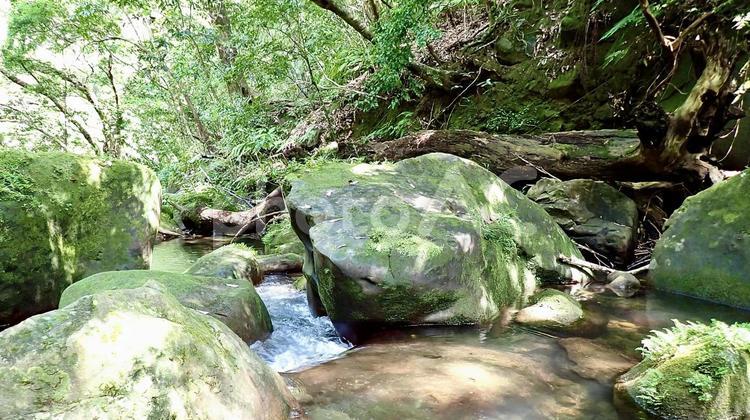 沖縄県八重山諸島西表島のユチン川の風景 ユチン川,川,沖縄の写真素材