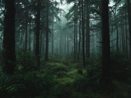 幻想的な霧の森林風景 幻想的な霧の森林風景の写真