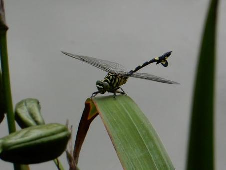 【昆虫写真】ウチワヤンマ(団扇蜻蜒) 【昆虫写真】ウチワヤンマ(団扇蜻蜒)の写真